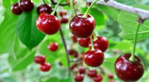 Best Cherry Captions For Instagram