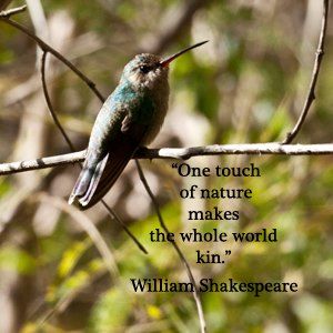 Best Birds Captions for instagram