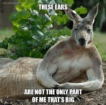 Best Animal Pick Up Lines