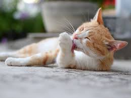 Best Cat Pick Up Lines
