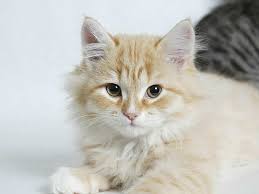 Best Cat Pick Up Lines