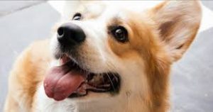Best Dog Pick Up Lines