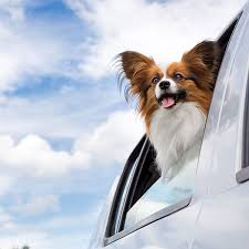 Best Dog Pick Up Lines