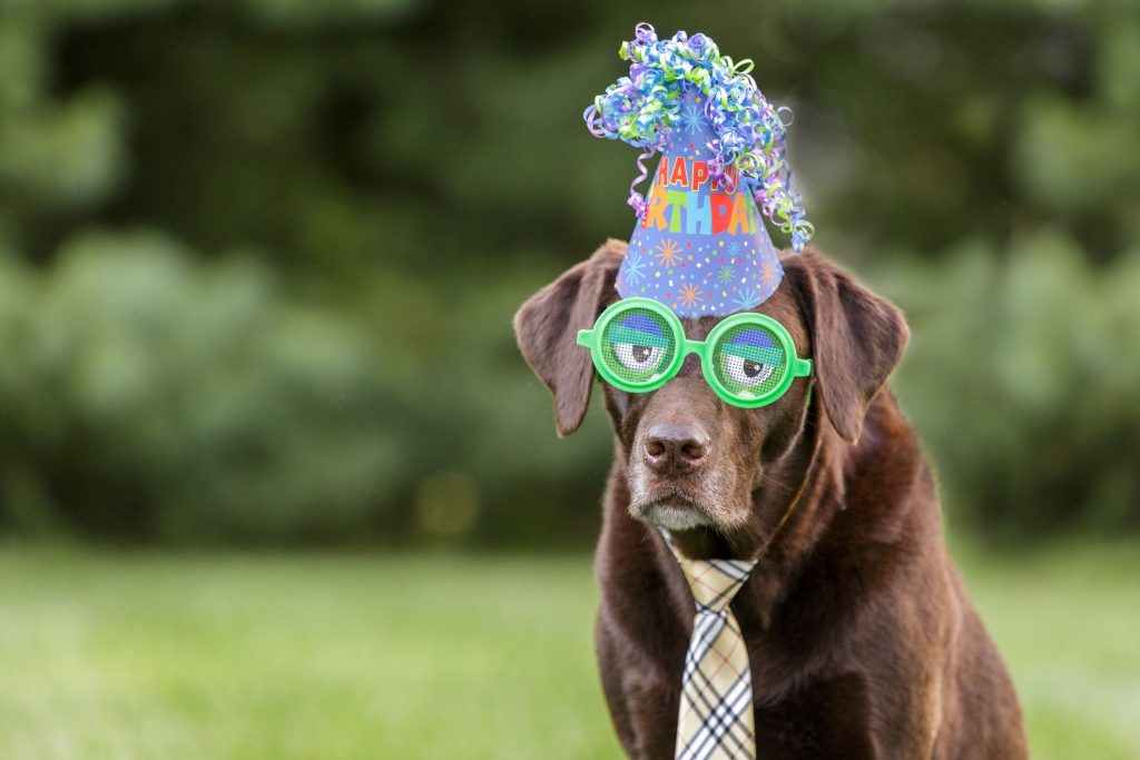 Birthday Puns With Animals