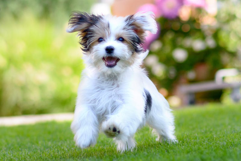Cute Dog Puns