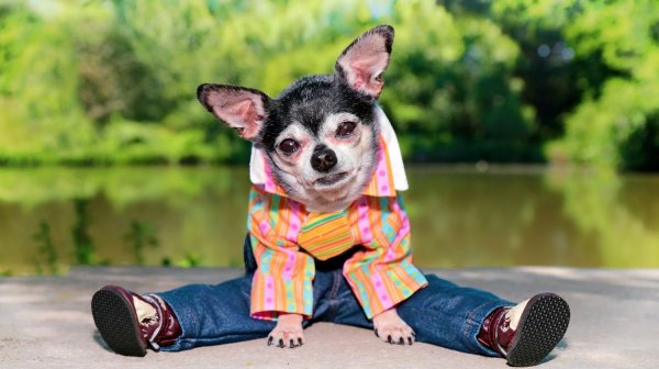 Funny Dog Puns and Quotes