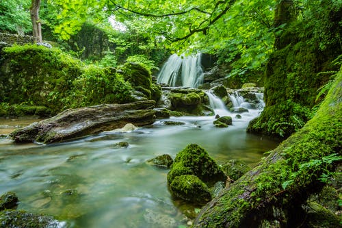 Nature Puns About Forests
