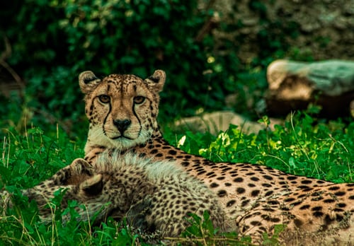 Cheetah Captions Quotes & Sayings