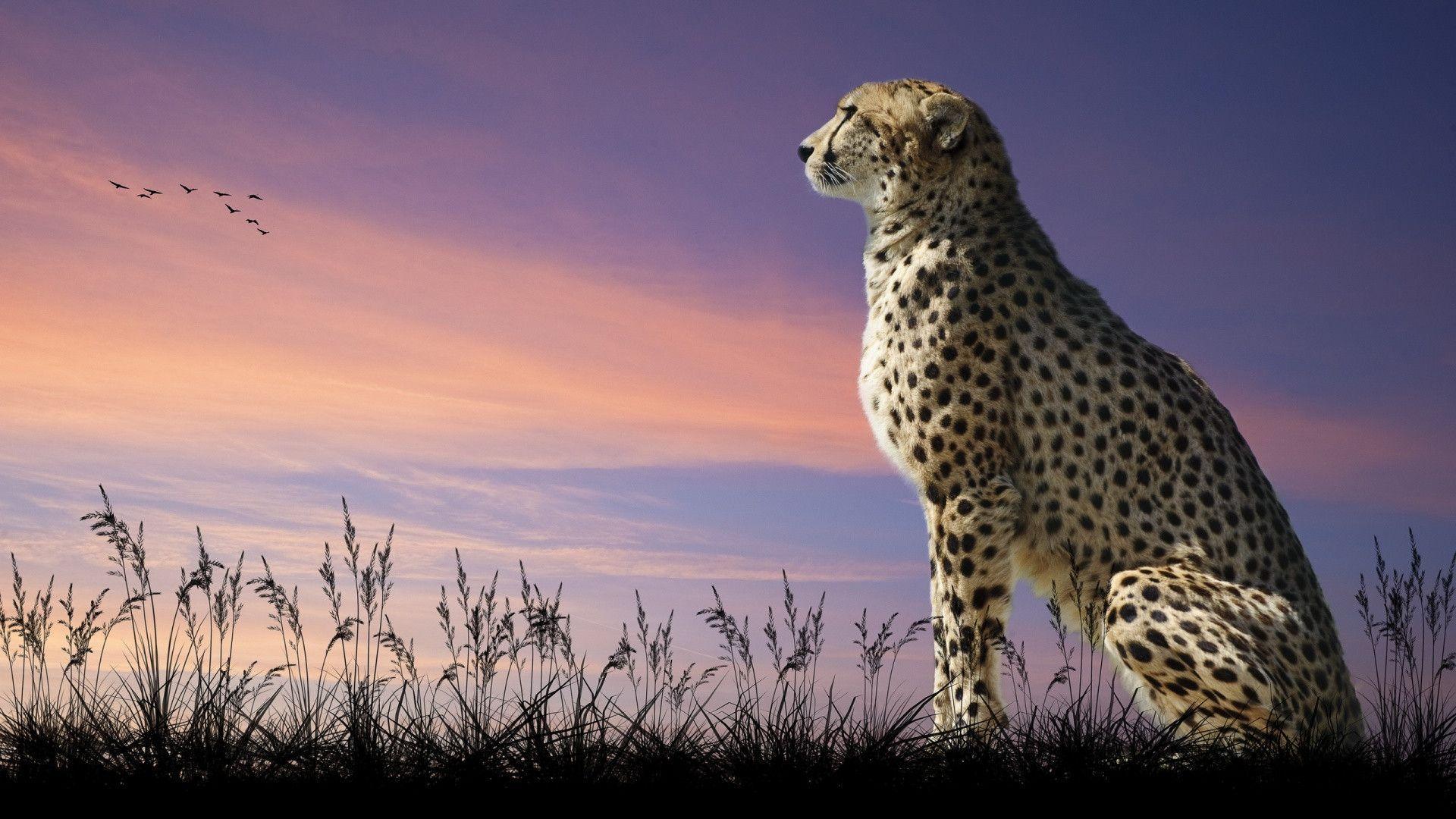 Cheetah Quotes&nbsp;