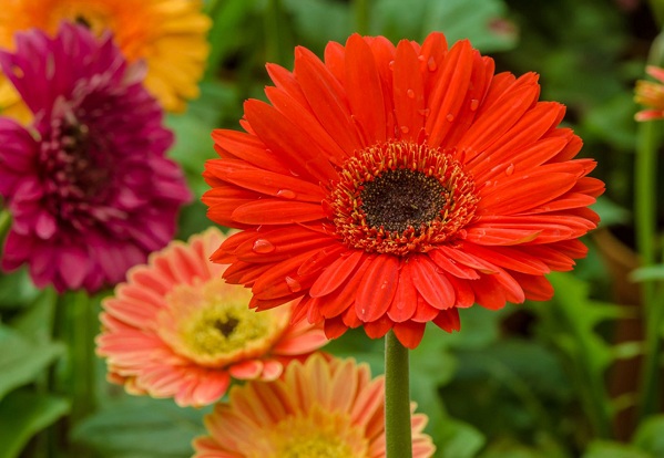 Daisy Captions for Instagram