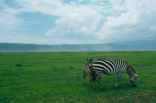 Zebras Captions