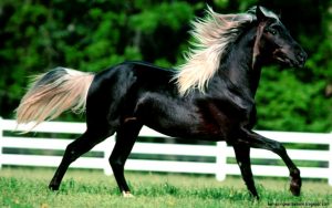 Best Horse Captions