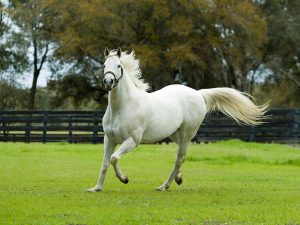 Cute Horse Quotes & Sayings