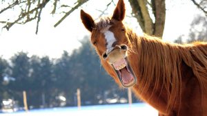 Funny Horse Quotes